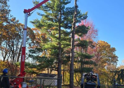 Marks Professional Tree Service Trucks and Tree Trimming