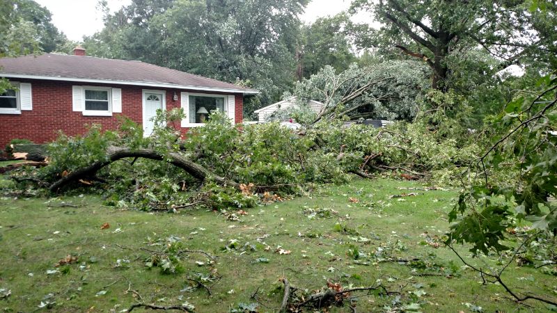 Marks Professional Tree Service Fallen Tree Cleanup_Tree Cleanup Near Me_Tree Trimming Grand Rapids
