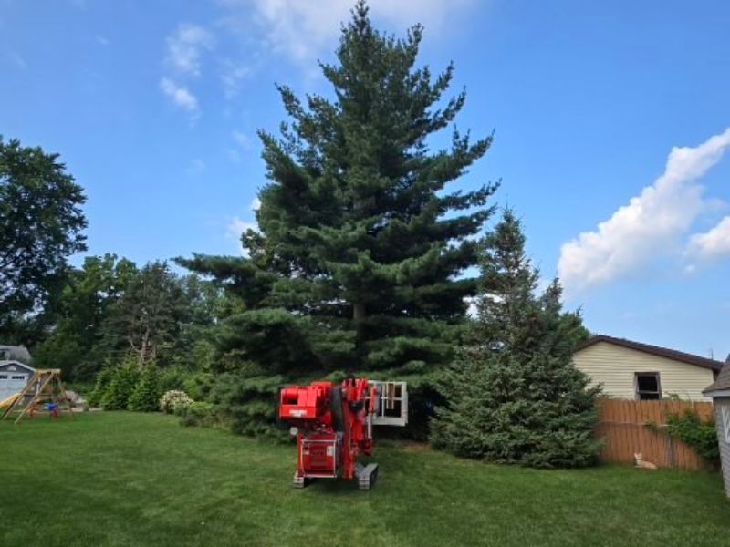 Marks Professional Tree Service Tree Pruning_Tree Pruning Near Me_Tree Pruning Grand Rapids Marks Professional Tree Service Tree Pruning_Tree Pruning Near Me_Tree Pruning Grand Rapids