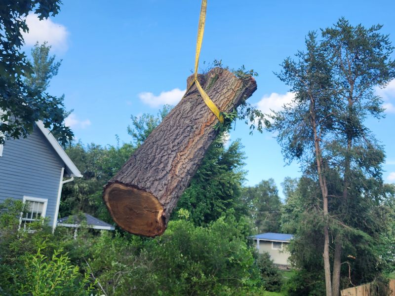 Marks Professional Tree Service Tree Removal