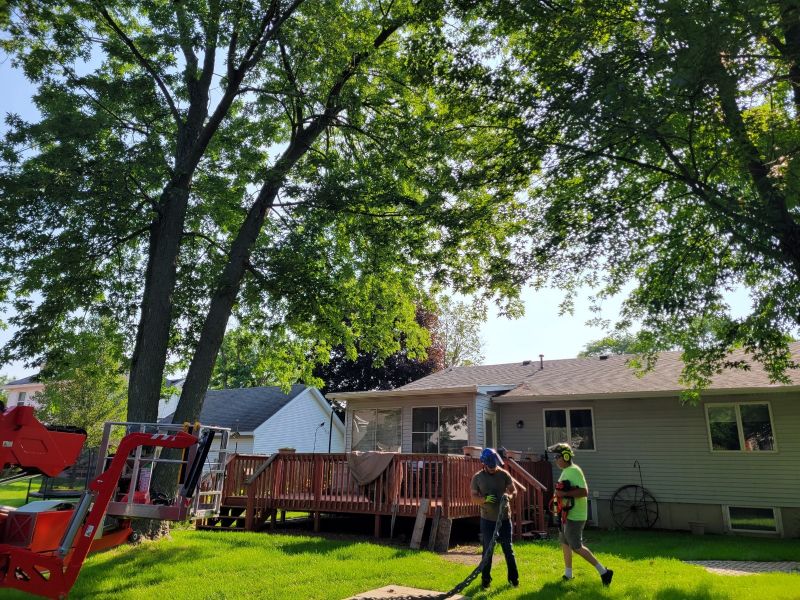 Marks Professional Tree Service Tree Trimming_Tree Trimming Near Me_Tree Trimming Grand Rapids Marks Professional Tree Service Tree Trimming_Tree Trimming Near Me_Tree Trimming Grand Rapids