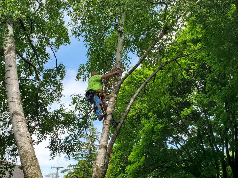 Marks Professional Tree Service Tree Trimming Tree
