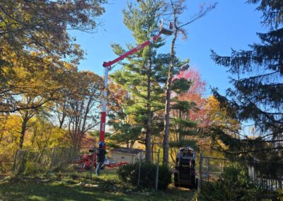 Marks Professional Tree Service - Tree Trimming Grand Rapids