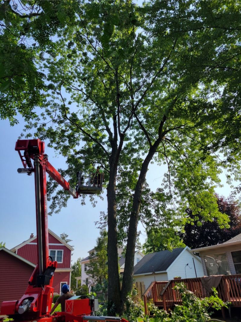 Marks Professional Tree Service Tree Trimming_Tree Trimming Near Me_Tree Trimming Grand Rapids