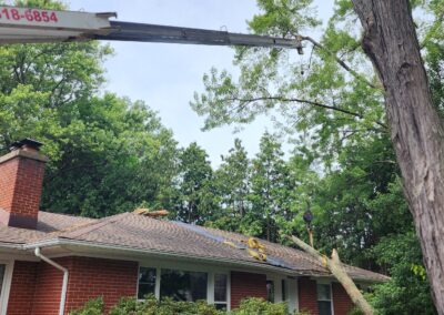 Marks Professional Tree Service Tree Trimming_Tree Trimming Near Me_Tree Trimming Grand Rapids