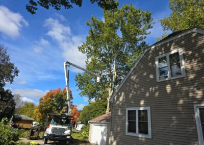 Marks Professional Tree Service - Fallen Tree Cleanup Grand Rapids