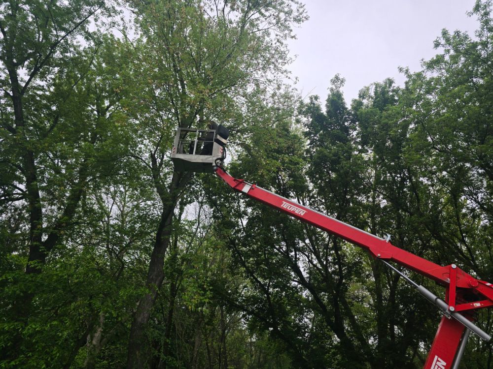Specialized Gear for Tree trimming